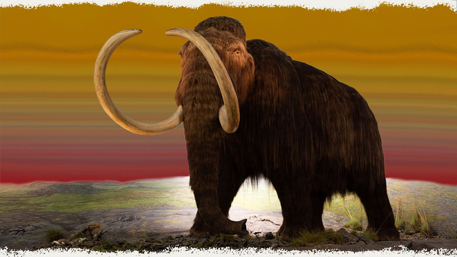 A mammoth